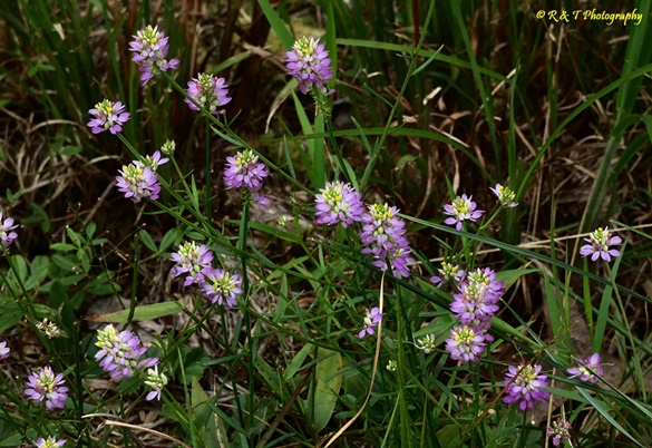 {Polygala curtissii}